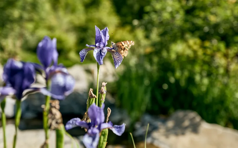 Privatgarten Limpachtal 4