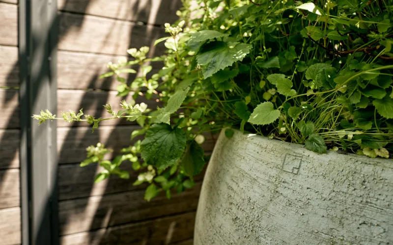 Privatgarten Stadt Bern 2