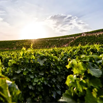 Arrivage Burgund 2023.