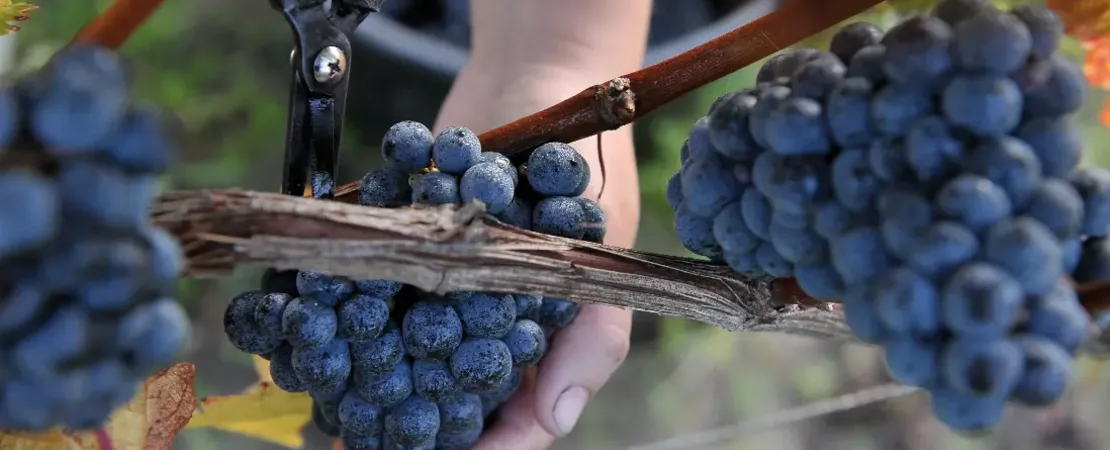 Château Petite Eglise