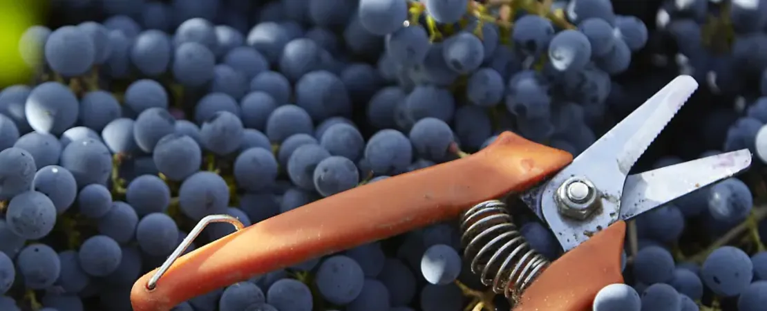 Château La Croix St-Georges