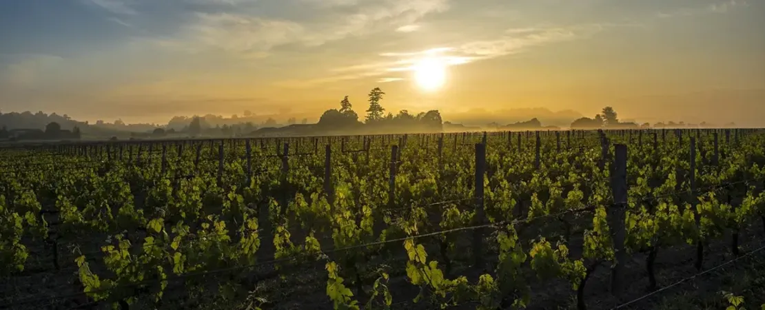 Château Canon-la-Gaffelière