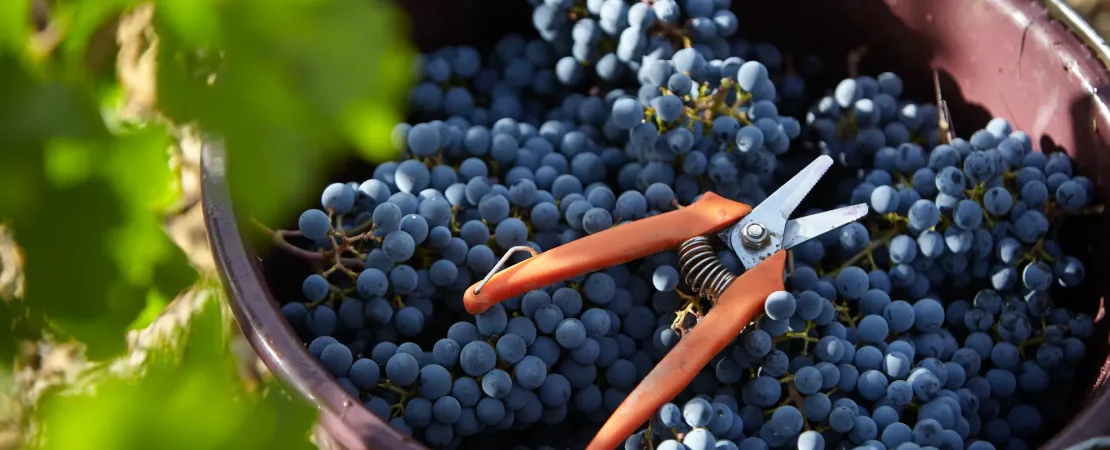 Château Rausan-Ségla