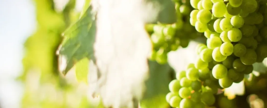 Ancient Way Vineyard