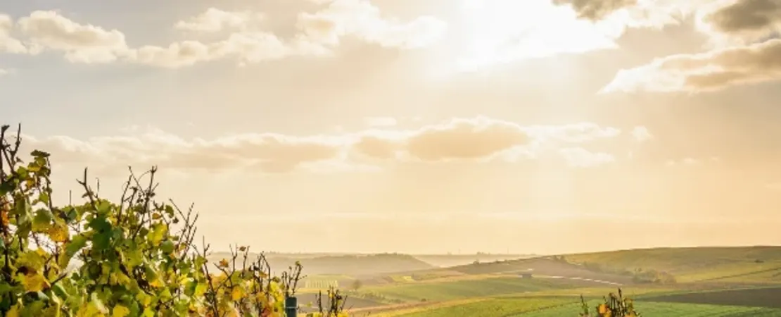Weingut Alfred Knauff Erben
