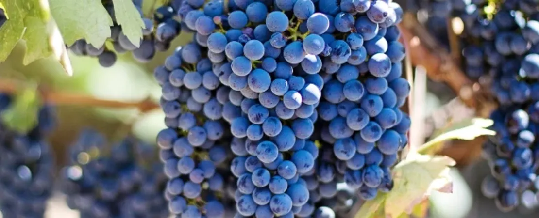 Bodega Y Cavas de Weinert S.A.