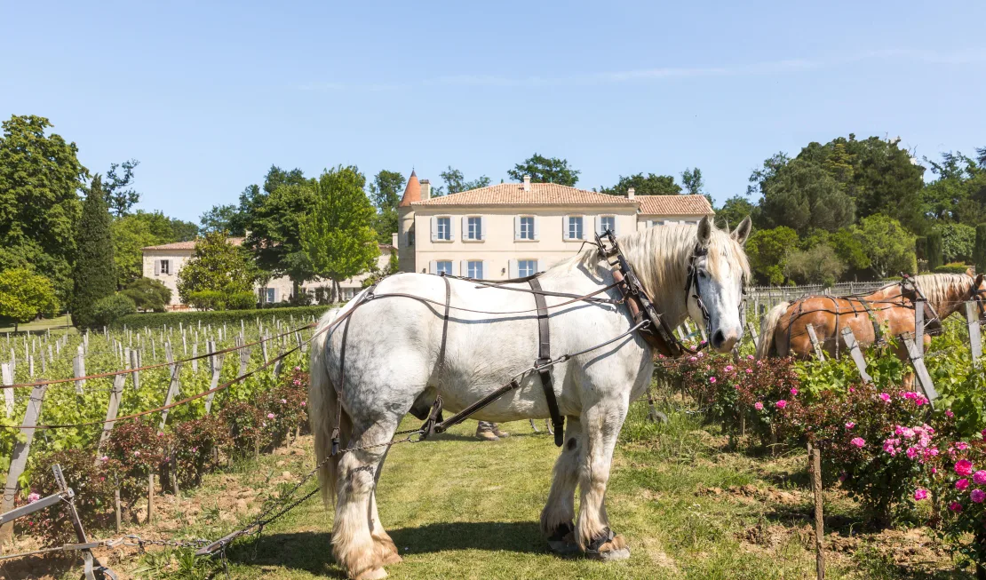 Pferde von Troplong-Mondot