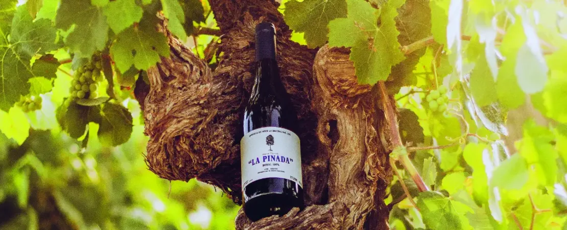 Agricola de Vinos La Higuera