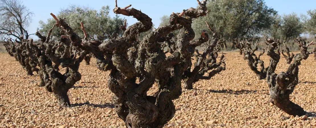 Bodegas y Viñedos Ponce