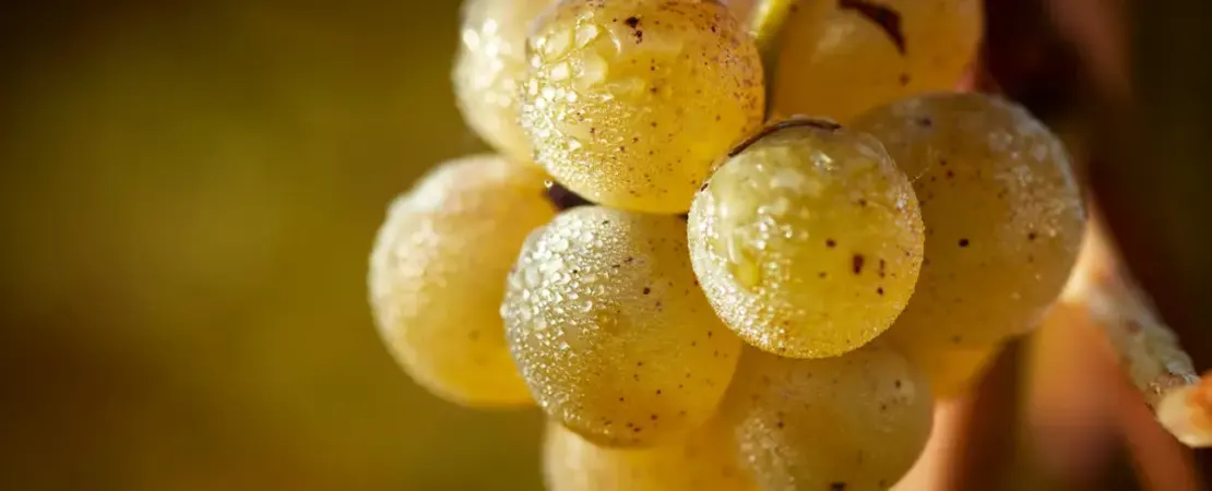 Château Clos Haut-Peyraguey