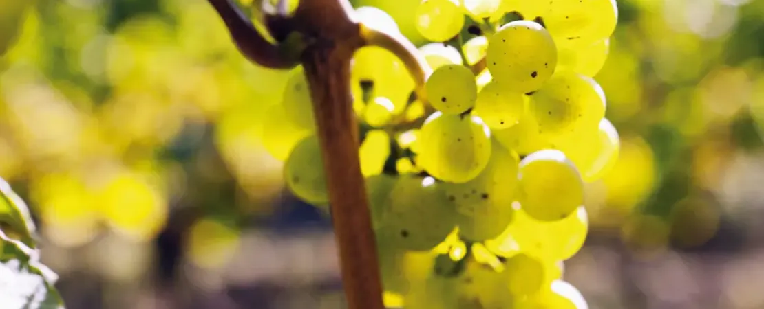 Weingut In den Zehn Morgen