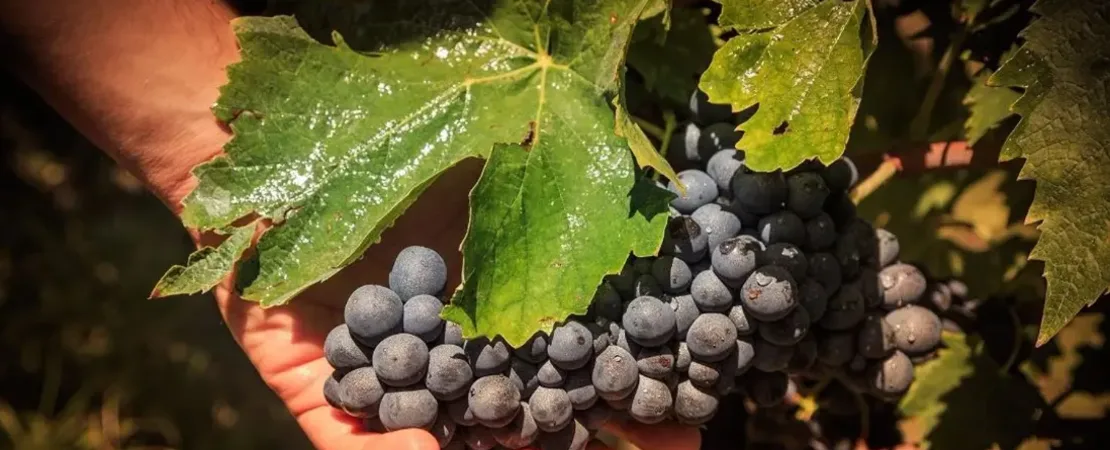 Château Malatric-Lagravière