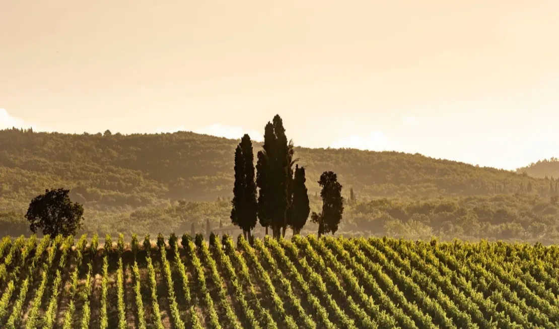 Die toskanischen Weinberge von Castello Fonterutoli