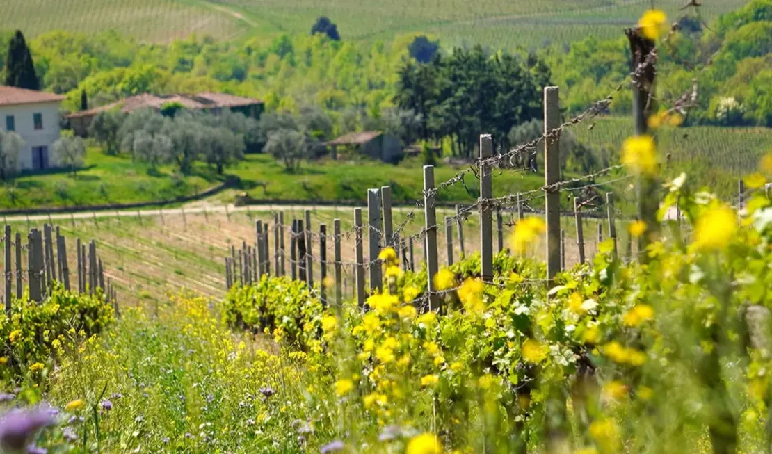 Der Weinberg von Siepi