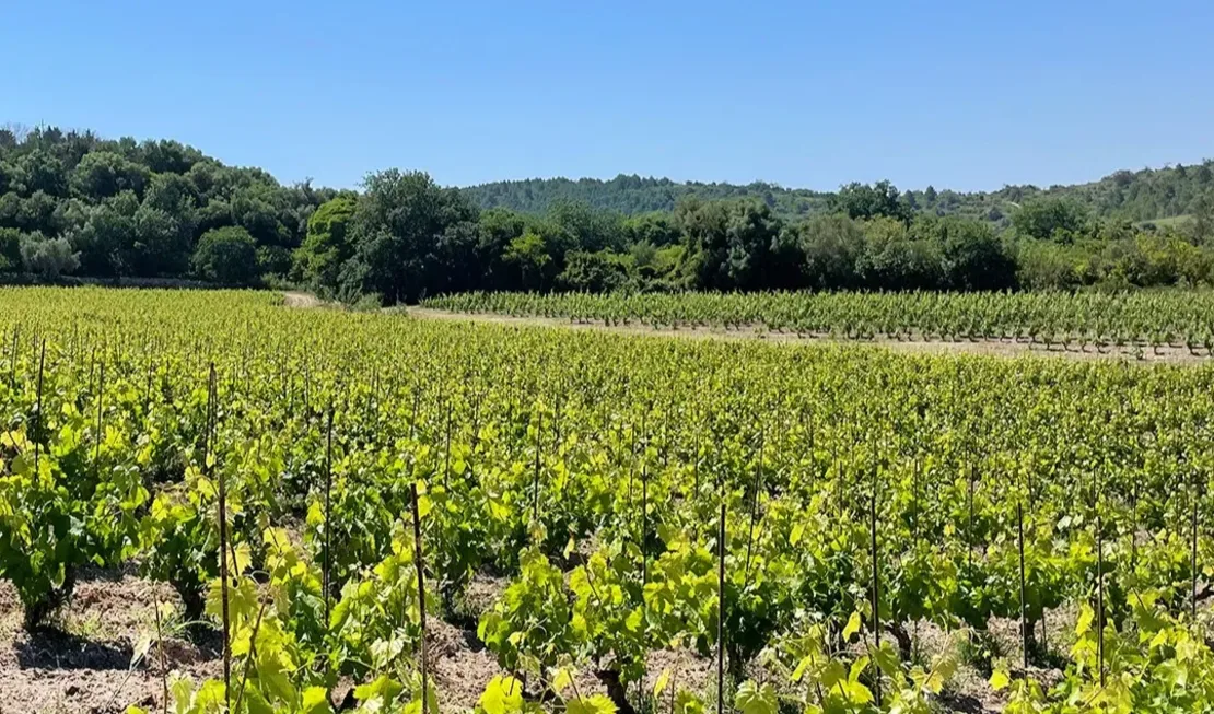 Die Reben von Zisola, mit dem traditionellen «Albarello»-Erziehungssystem, umgeben von Zitrusfrüchten