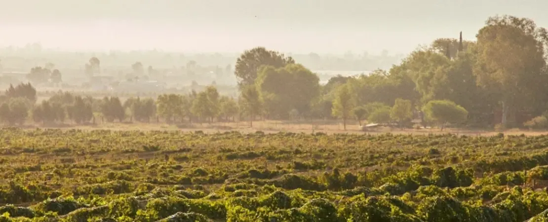 Robert Mondavi / Eduardo Chadwick