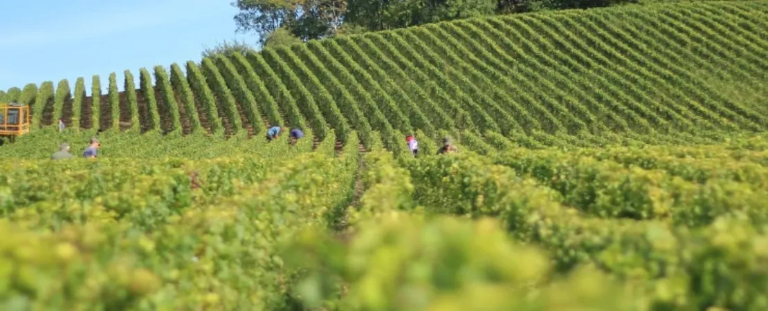 Domaine du Clos des Tourelles