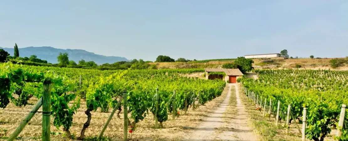 Bodegas Y Viñedos Artadi de Laguardia