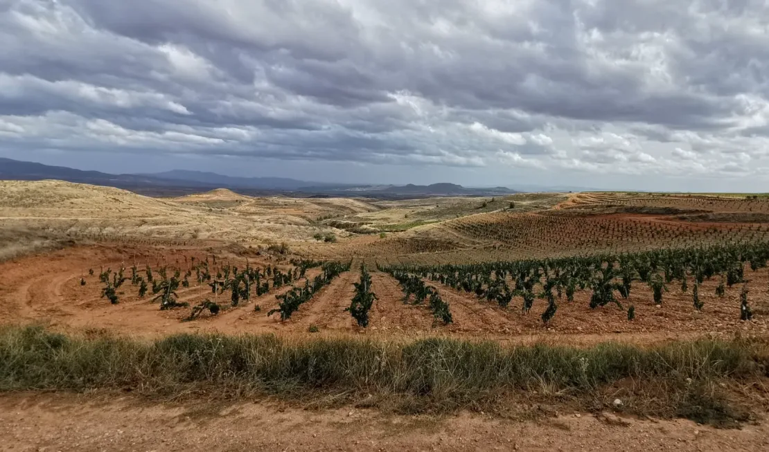 Alte Garnacha-Reben im Hochland von Calatayud.