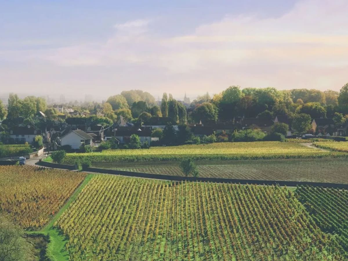 Burgund Jahrgänge ab 2005.