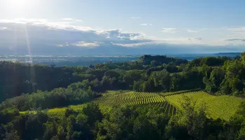 Italien - Piemont Jahrgänge ab 2016.