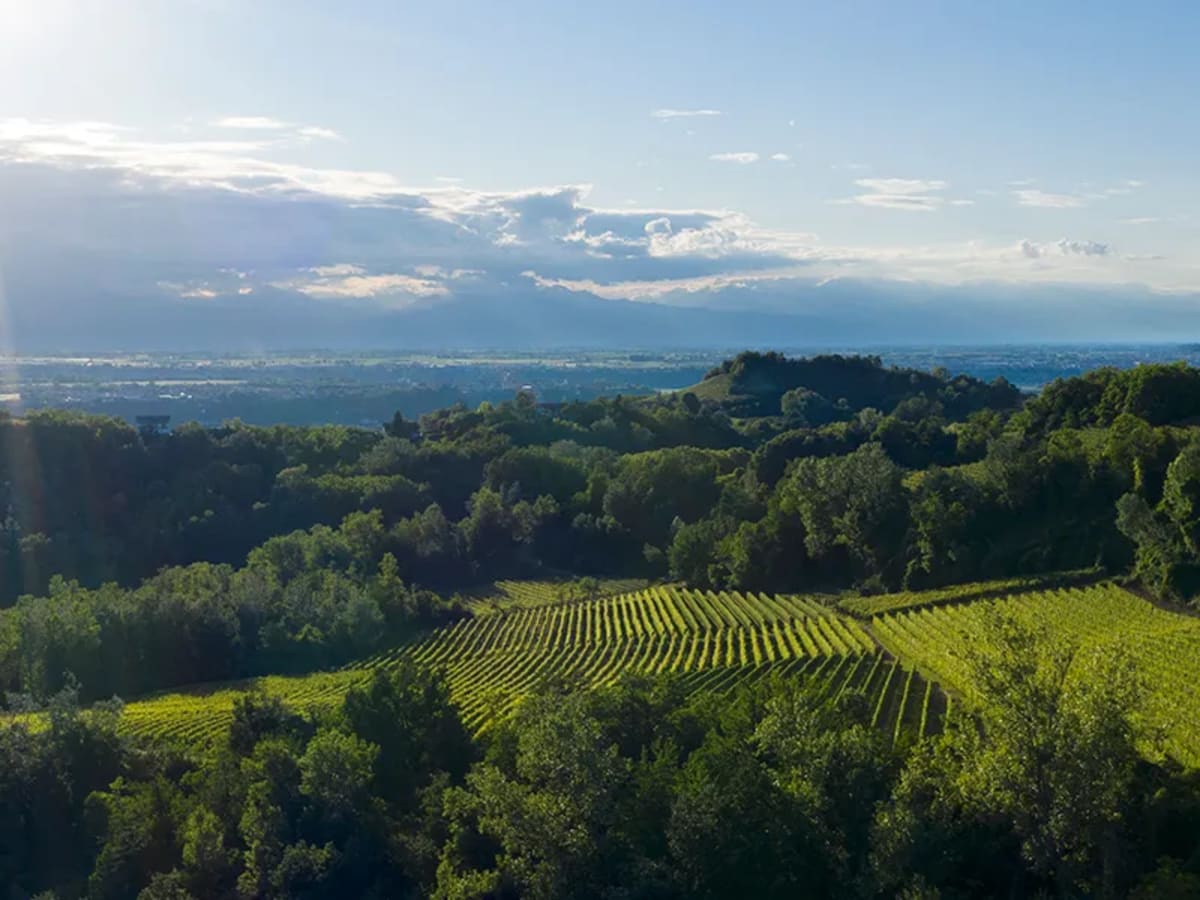 Italien - Piemont Jahrgänge ab 2016.