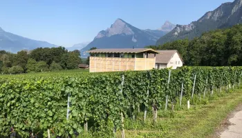 Lunch: Vor der Ernte im «à table - das eventlokal» im Weingut Gantenbein