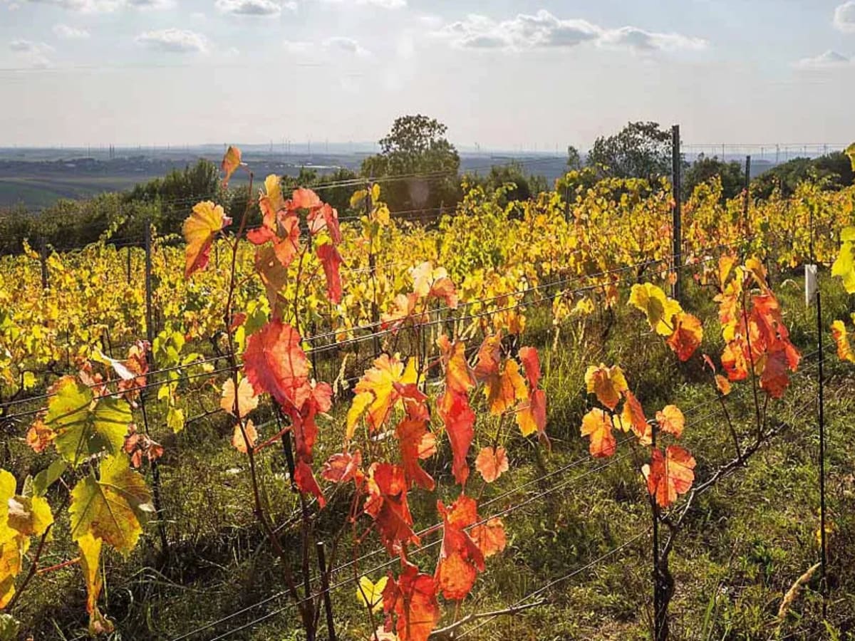Österreich Jahrgänge ab 2011.
