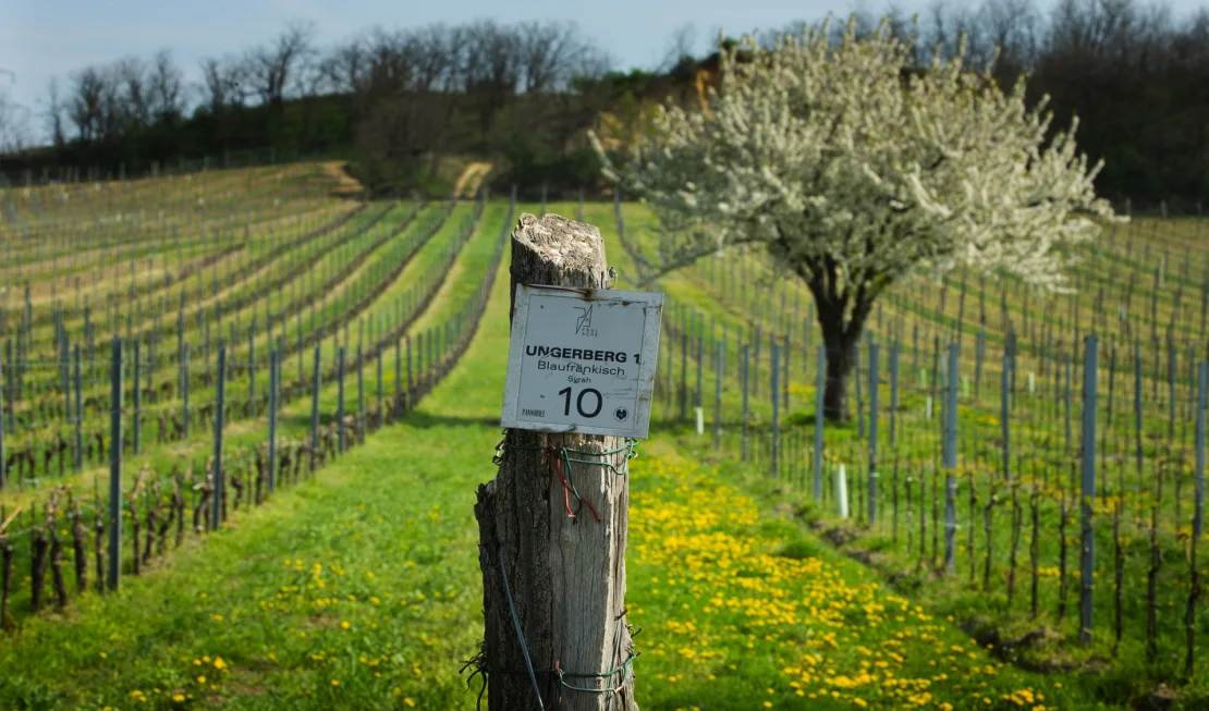 Die Top-Lage Ungerberg