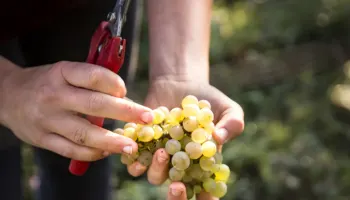 Deutschland 2023/2024: Perfekte Harmonie mit einzigartiger Präzision.