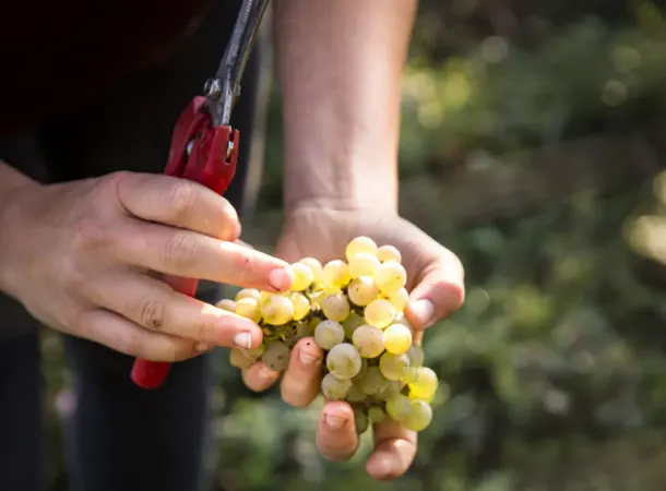 Deutschland 2023/2024: Perfekte Harmonie mit einzigartiger Präzision.