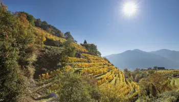 Weinpassion für Österreich.