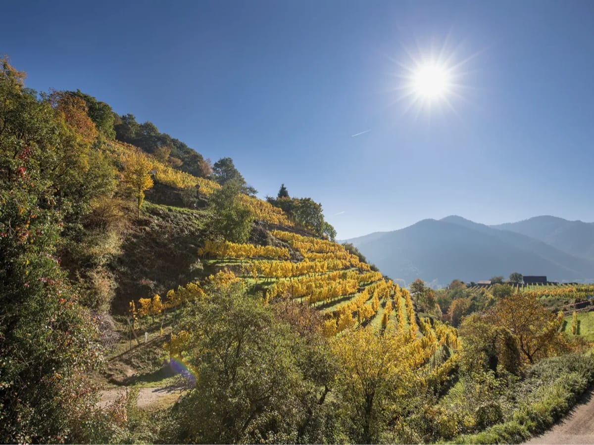 Weinpassion für Österreich.