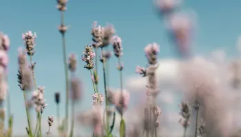 «La vie en Rosé»: Exklusive Rosé mit 10% Rabatt.