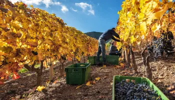 Grosse Herbst-Degustation in Sempach