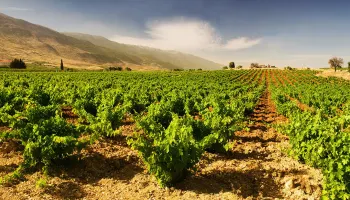 Zweite Schatzkammer-Degustation «Château Musar» in Spreitenbach