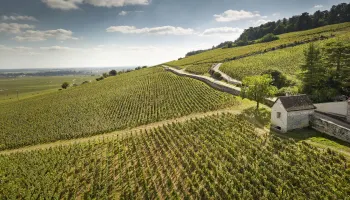 Degustation «Burgund 2024 & Highlights aus Frankreich» in Zürich
