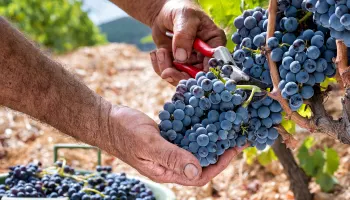 Grosse Herbst-Degustation in Zug