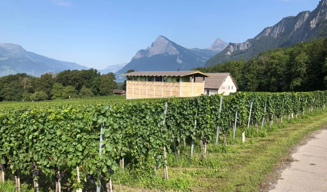 Weinreben Weingut Gantenbein