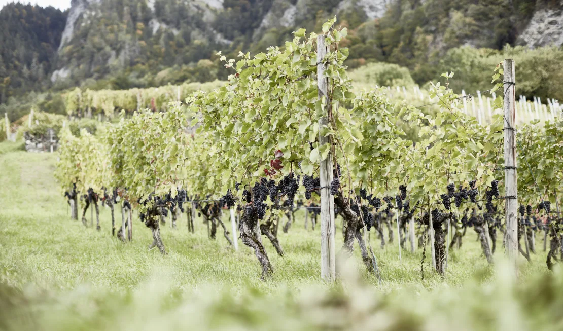 Weinreben von Schifferli Wein