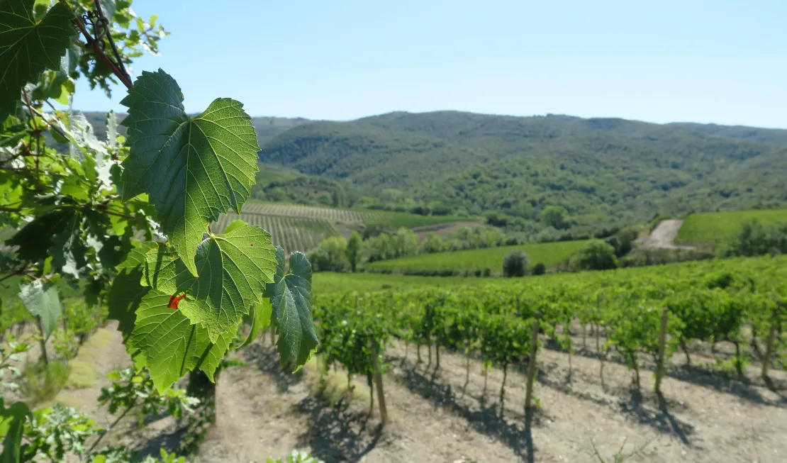 Reben vom Weingut Pinino
