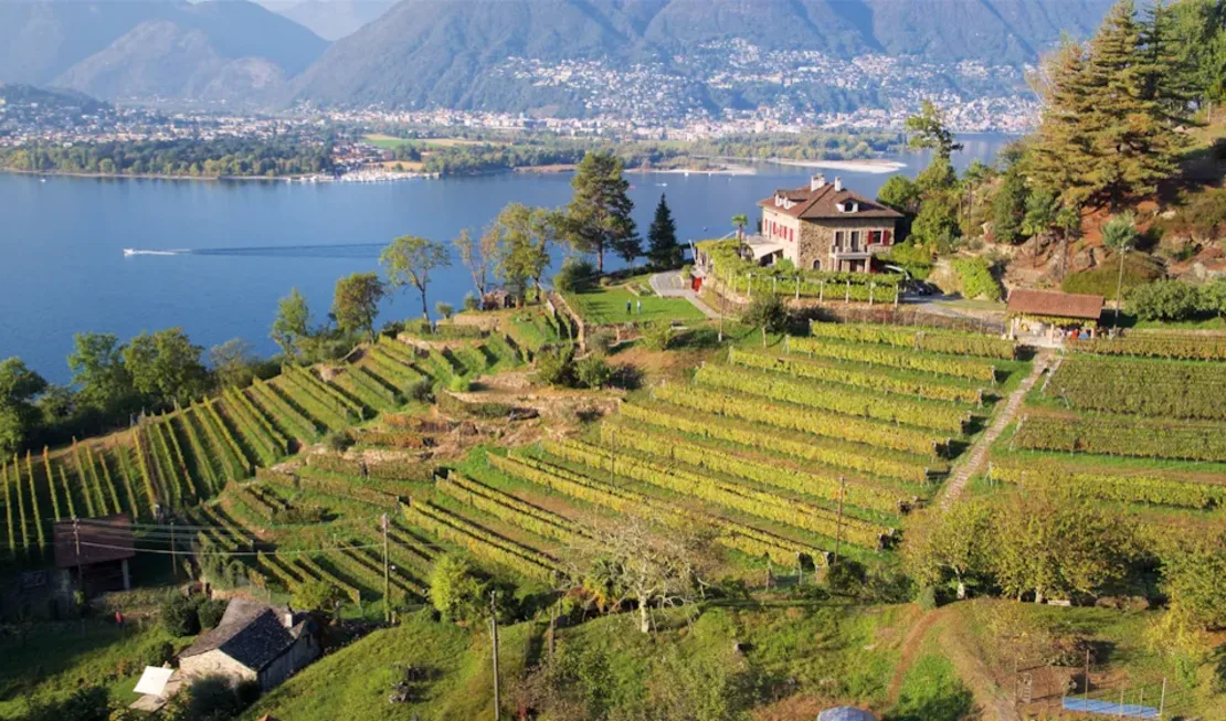 Cantine Stucky-Hügin: Steile und sonnenverwöhnte Weinberge mit Blick auf den Lago Maggiore.