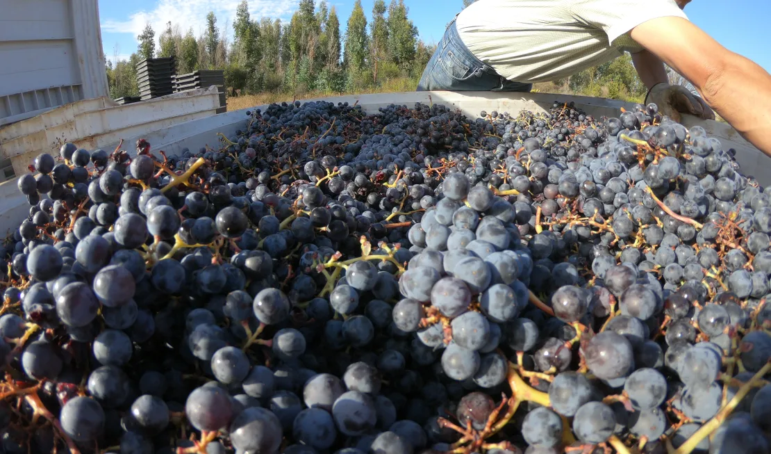 Weingut Garage Wine Company, Chile