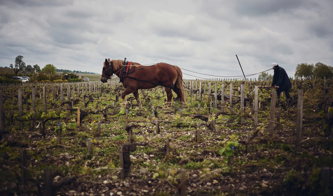 Reben von Château Latour (Médoc, Pauillac)