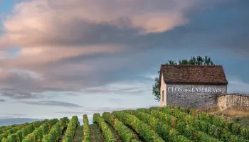 Weinpassion für Burgund 2024.