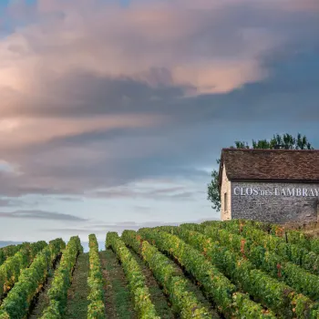 Weinpassion für Burgund 2024.