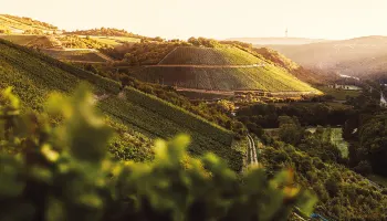 Weinpassion für Deutschland