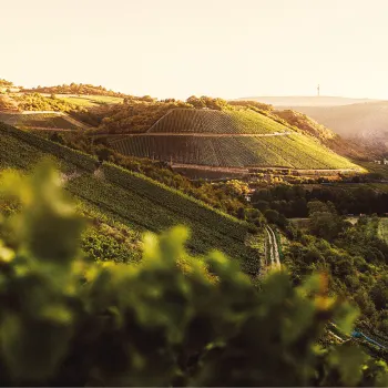 Weinpassion für Deutschland