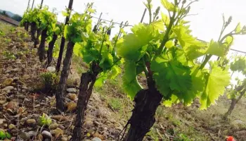 Degustation «Grenache, Garnacha & Cannonau» im Les Amis.Club Aarau