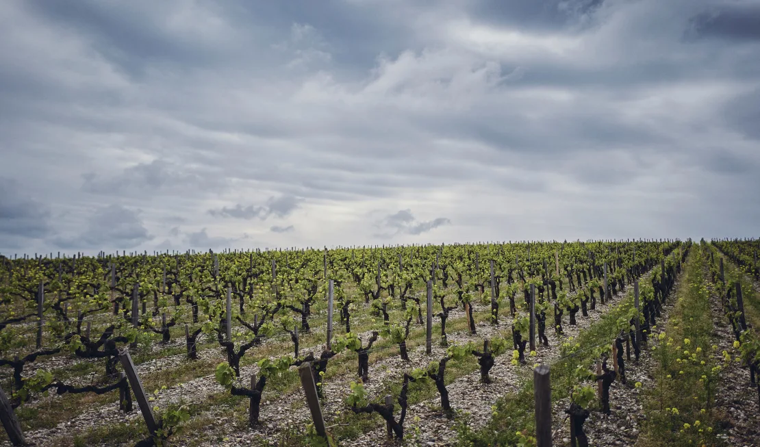 Reben von Château Lafite Rothschild